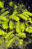 METASEQUOIA GLYTOSTROBOIDES