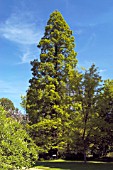 METASEQUOIA GLYTOSTROBOIDES