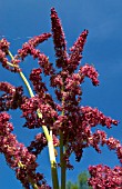 RHEUM PALMATUM