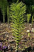 EQUISETUM TELMATEIA (HORSETAIL)