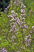 SYRINGA LACINIATA