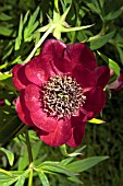 PAEONIA DELAVAYI