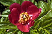 PAEONIA OFFICINALIS