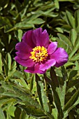 PAEONIA HUMILIS VILLOSA