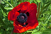 PAPAVER ORIENTALE