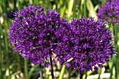 ALLIUM AFLATUNENSE