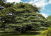 CEDRUS ATLANTICA