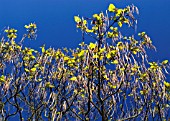 CATALPA OVATA