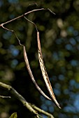 CATALPA BIGNONIOIDES