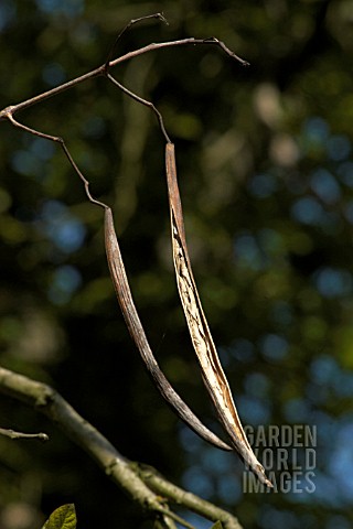 CATALPA_BIGNONIOIDES