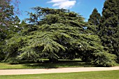 CEDRUS DEODARA