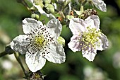 RUBUS FRUTICOSUS