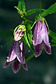 CAMPANULA TAKESIMANA ELIZABETH