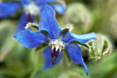 BORAGO OFFICINALIS