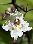 CATALPA ERUBESCENS PURPUREA