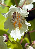 CATALPA BIGNONIOIDES AUREA