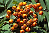 SORBUS DECORA