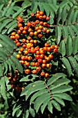 SORBUS DECORA