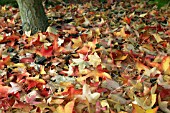 LIQUIDAMBER STYRACIFLUA LANE ROBERTS,  CARPET OF FALLEN AUTUMN LEAVES