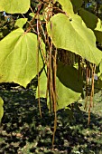 CATALPA OVATA,  SEED PODS IN AUTUMN