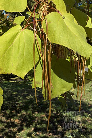 CATALPA_OVATA__SEED_PODS_IN_AUTUMN