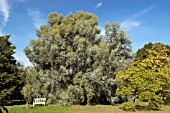 EUCALYPTUS GUNNII IN AUTUMN