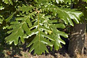 QUERCUS FRAINETTO LEAVES