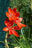 SHYSOSTYLIS COCCINEA MAJOR,  AUTUMN FLOWERS