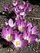 COLCHICUM PSEUDOPLATANIS ASTRORUBENS