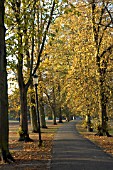 AVENUE OF LIME TREES IN AUTUMN,  TILIA