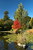 CAMBRIDGE UNIVERSITY BOTANIC GARDENS,  AUTUMN COLOURS