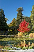 CAMBRIDGE UNIVERSITY BOTANIC GARDENS,  AUTUMN COLOURS