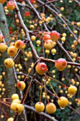 MALUS X SCHIEDECKERI RED JADE,  WEEPING CRAB APPLE,  FRUIT IN AUTUMN