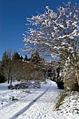 CAMBRIDGE BOTANIC GARDENS WINTER SCENE