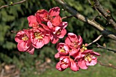 CHAENOMELES X SUPERBA PINK LADY,  SPRING BLOSSOM