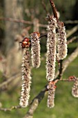 POPULUS TREMULA PENDULA,  POPLAR TREE,  ASPEN,  CATKINS IN SPRING