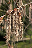 POPULUS TREMULA PENDULA, (CATKINS IN SPRING)