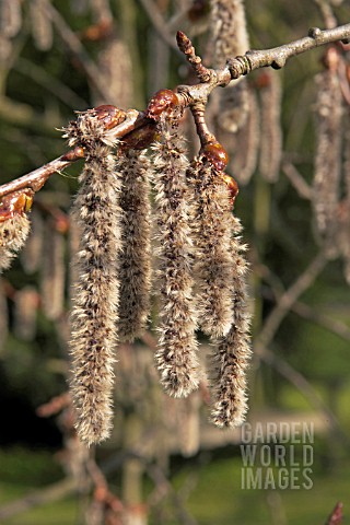 POPULUS_TREMULA_PENDULA_CATKINS_IN_SPRING