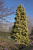 CHAMAECYPARIS LAWSONIANA WINSTON CHURCHILL,  LAWSON CYPRESS,  CONIFER