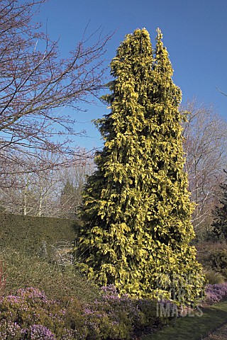 CHAMAECYPARIS_LAWSONIANA_WINSTON_CHURCHILL__LAWSON_CYPRESS__CONIFER