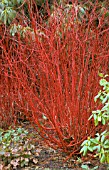 CORNUS ALBA,  SIBIRICA,  RED BARKED DOGWOOD