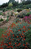 HELIANTHEMUM,  ROCK ROSE,  IN ROCK GARDEN