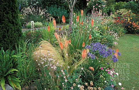 _KNIPHOFIA_AND_AGAPANTHUS_IN_BORDER__LITTLE_GARTH_SOMERSET_ENGLAND__RED_HOT_POKER__TORCH_LILY