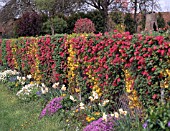 FORSYTHIA AND RIBES SANGUINEA MIXED SPRING HEDGE