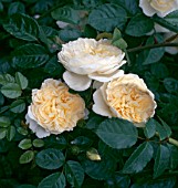 ROSA PERPETUALLY YOURS, (SYN. ROSA HARFABLE)