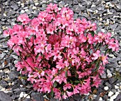 RHODODENDRON JAPONICA MADAME VAN HECKE