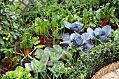 MIXED VEGETABLES IN GARDEN