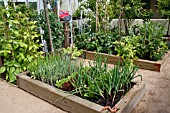 VEGETABLES IN SMALL RAISED BEDS