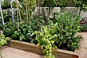VEGETABLES IN RAISED BED,  BROAD BEANS,  PEAS,  FRENCH BEANS,  TAGETES AGAINST BLACK FLY