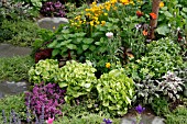 LETTUCES,  HERBS AND FLOWERS IN BORDER